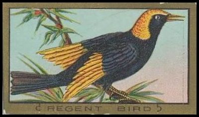 89 Regent Bird